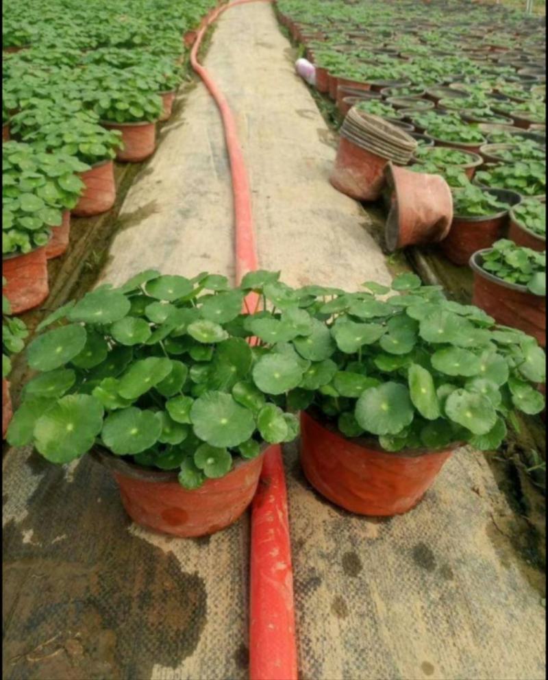 铜钱草