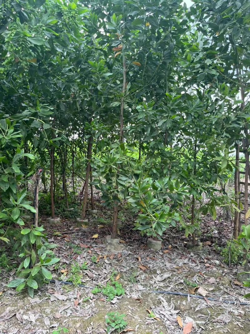马占相思