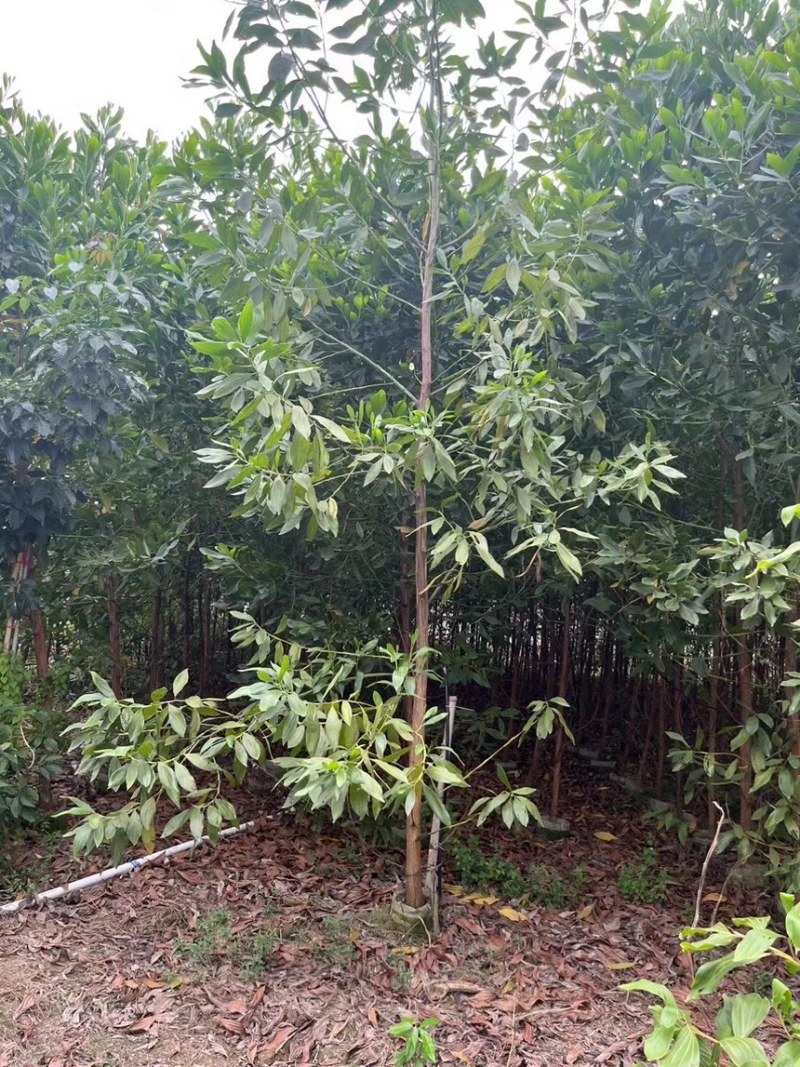 马占相思