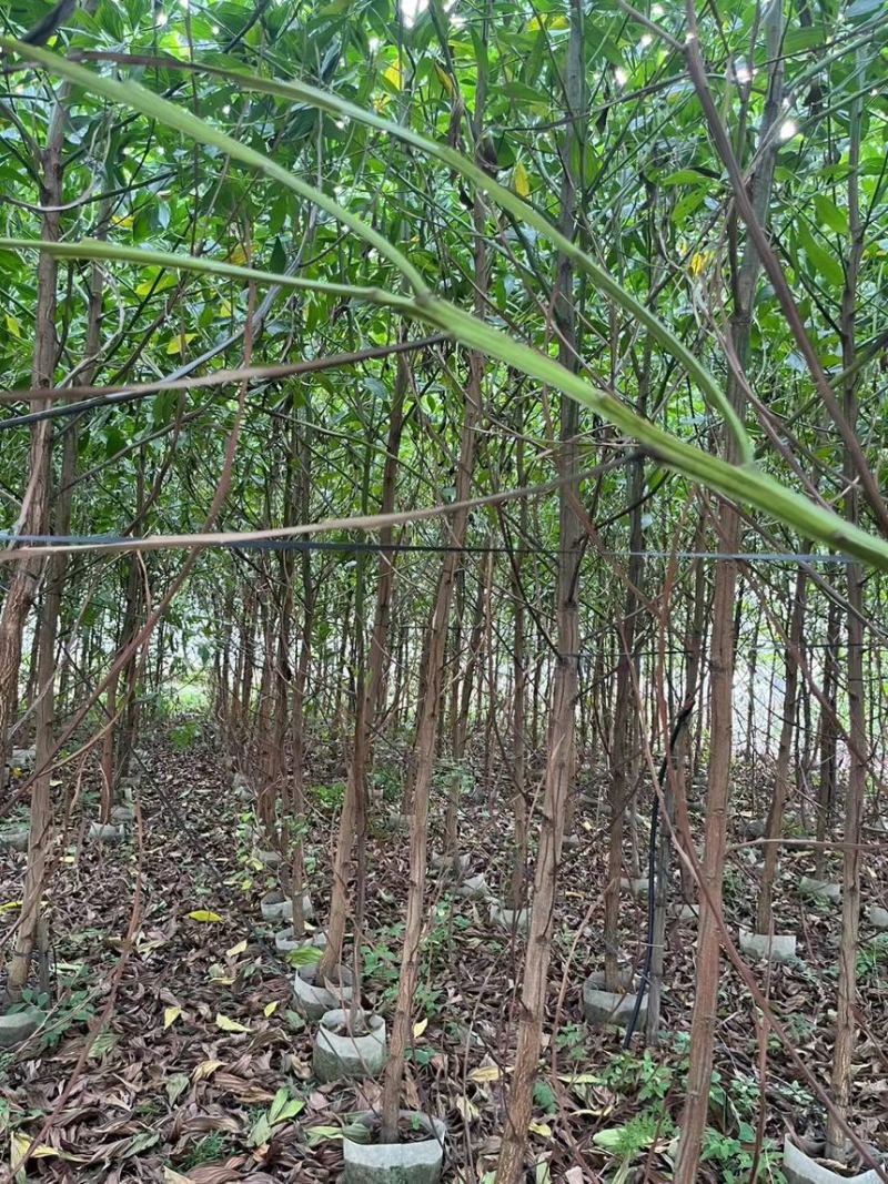 马占相思