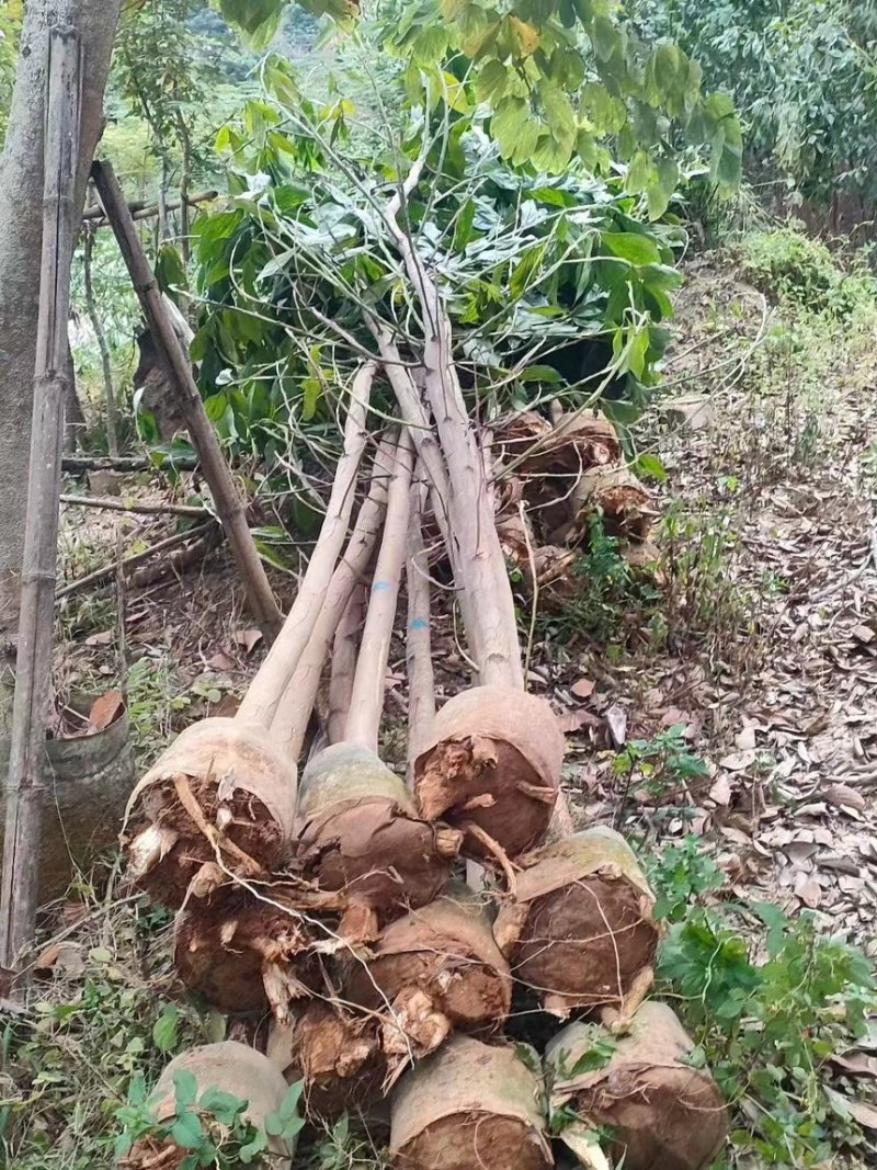 马占相思