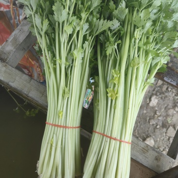 精品芹菜菠菜茼蒿生菜大量有货