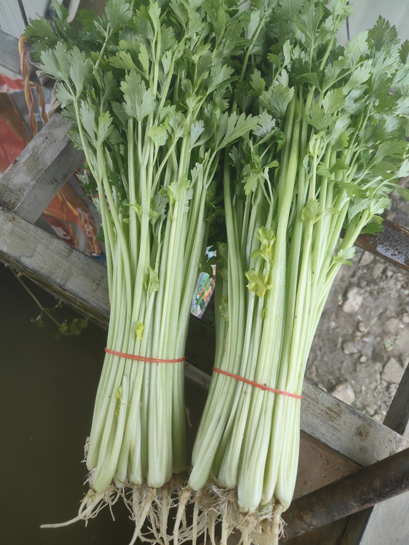 精品芹菜菠菜茼蒿生菜大量有货