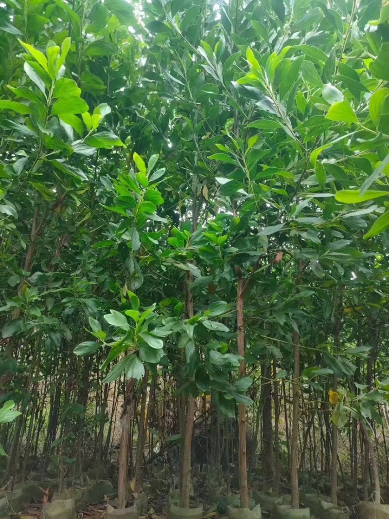 马占相思