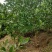 马占相思