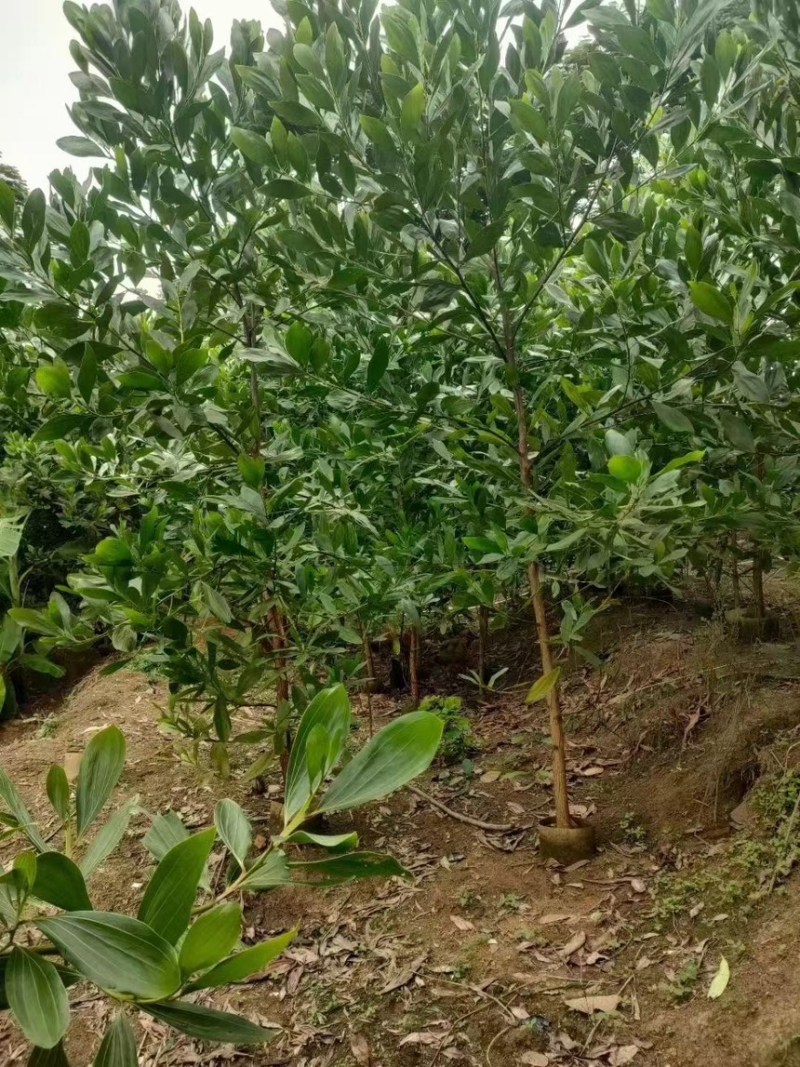 马占相思