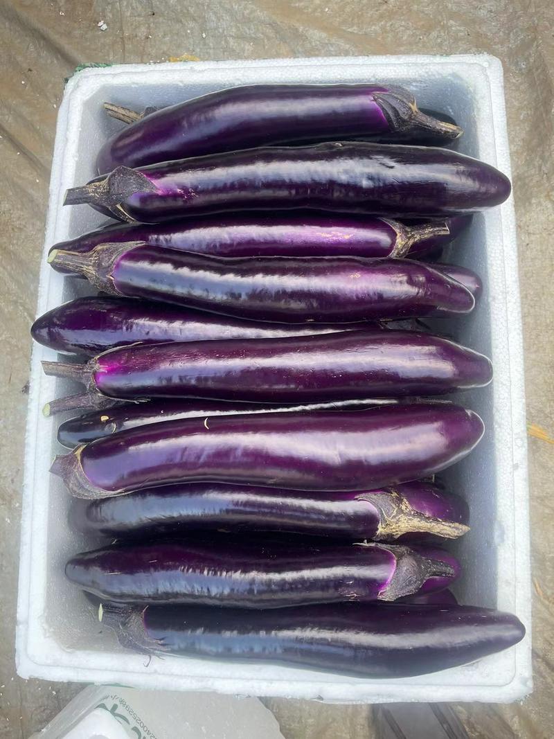 紫长茄茄子茄子产地货源质量保证对接大型批发欢迎来电