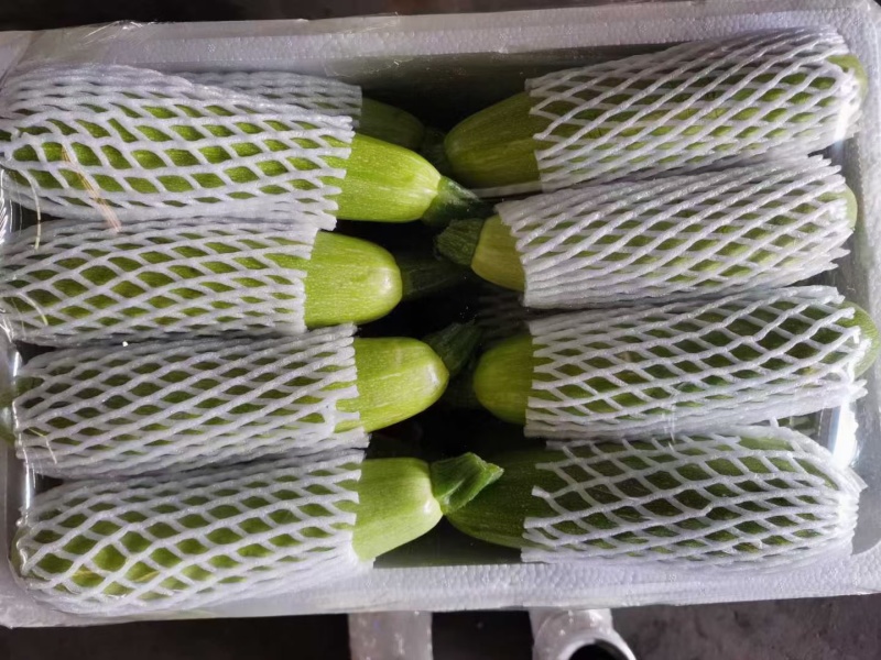 西葫芦绿皮西葫芦法拉利西葫芦承接商超电商代收代发
