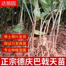 巴戟天苗广东德庆高产巴戟苗药材中药材鸡肠风种植包回收