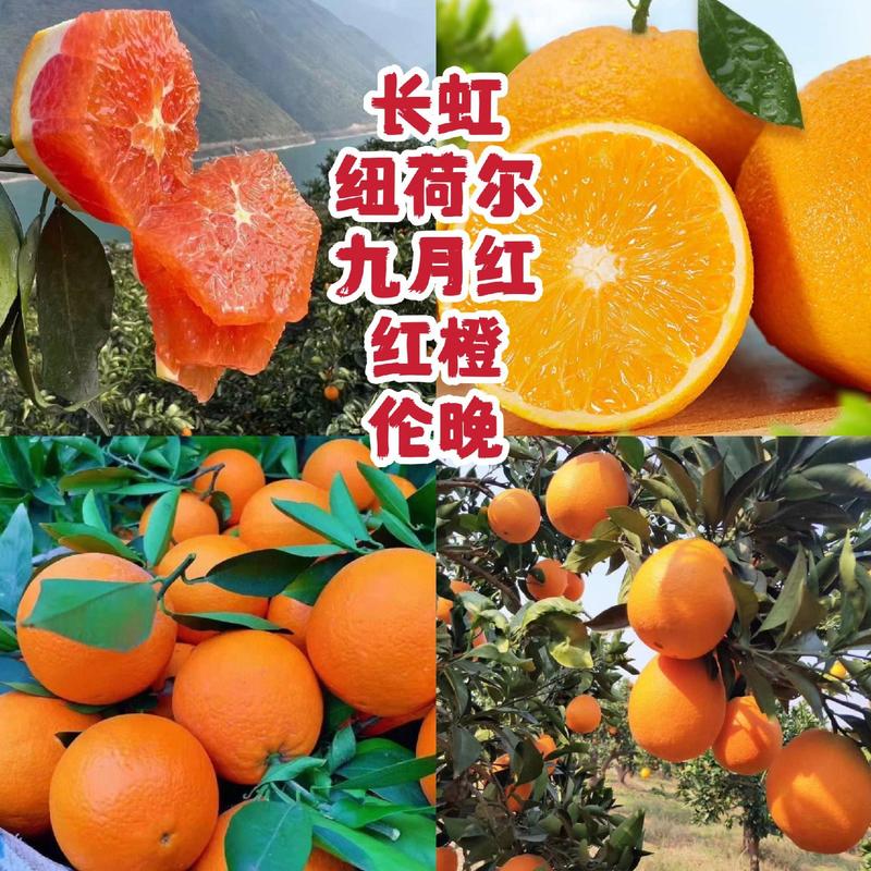 【帝王橙】湖北精品橙子春橙伦晚中华红橙血橙大量挂树鲜果