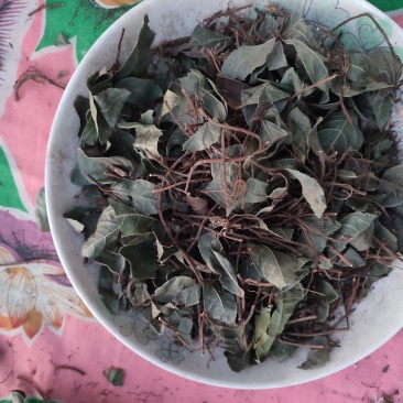 矮地茶平地木不出林常年供应品质保证