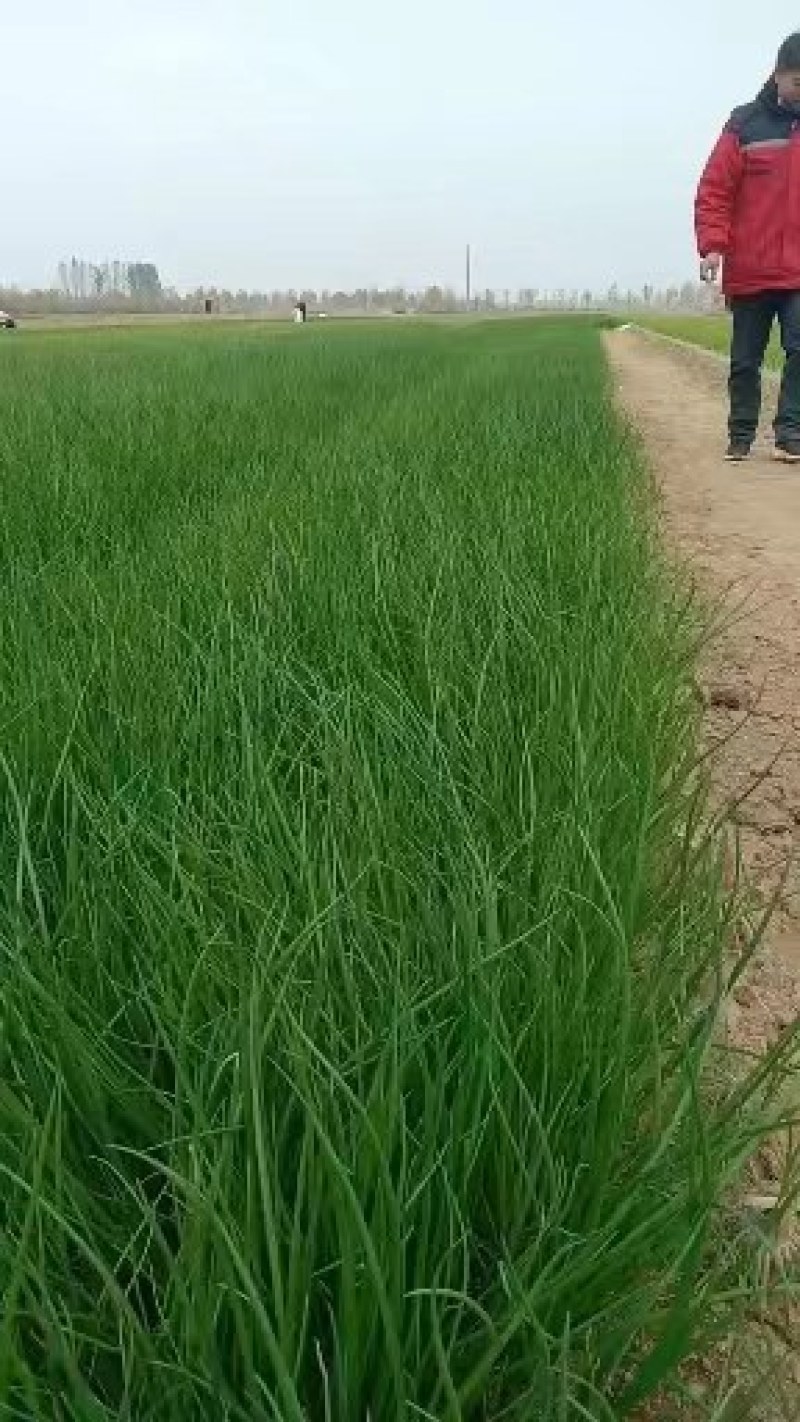红皮球形洋葱苗