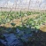 复合微生物肥料（黄腐酸钾型）买十送一