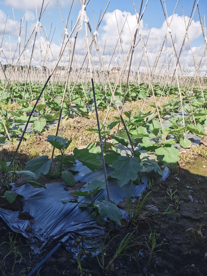 复合微生物肥料（黄腐酸钾型）买十送一