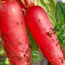 山东优质红皮水萝卜大量供应，货源充足质量保证全国发货