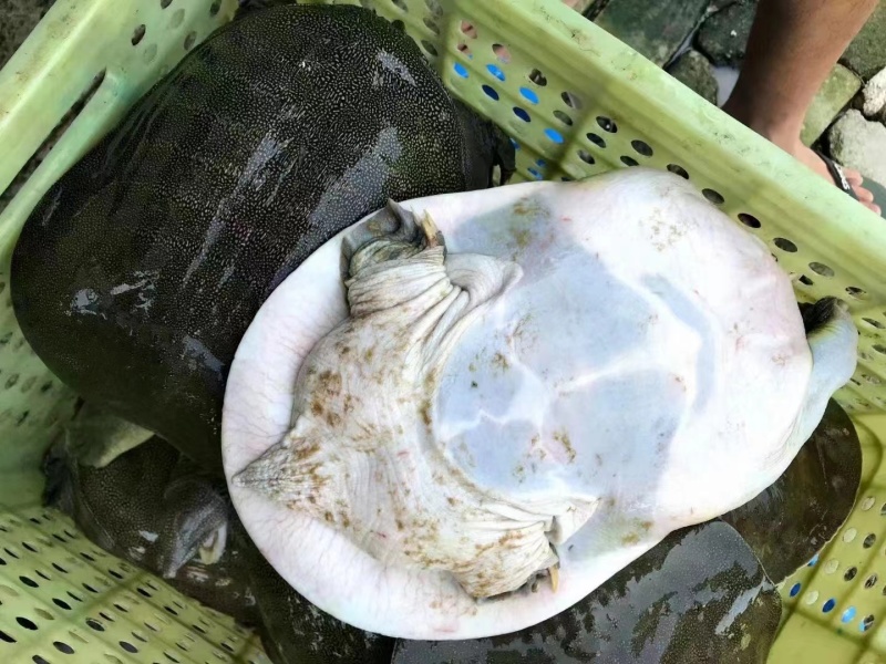 生态养殖老甲鱼