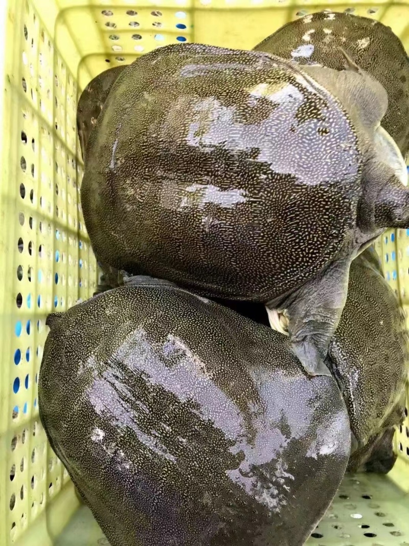 生态养殖老甲鱼