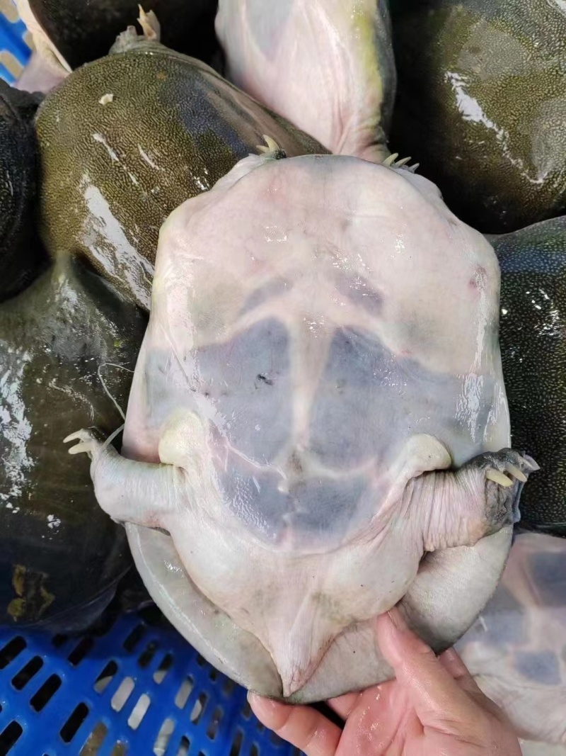 生态养殖老甲鱼