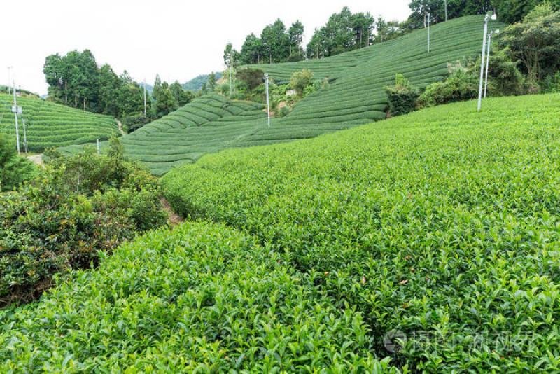 复合微生物肥料（海藻鱼蛋白）公司政策：买十送一