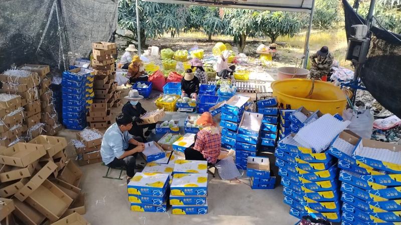 海南三亚产地直供一级精品金煌芒电商微商**一件代发顺丰