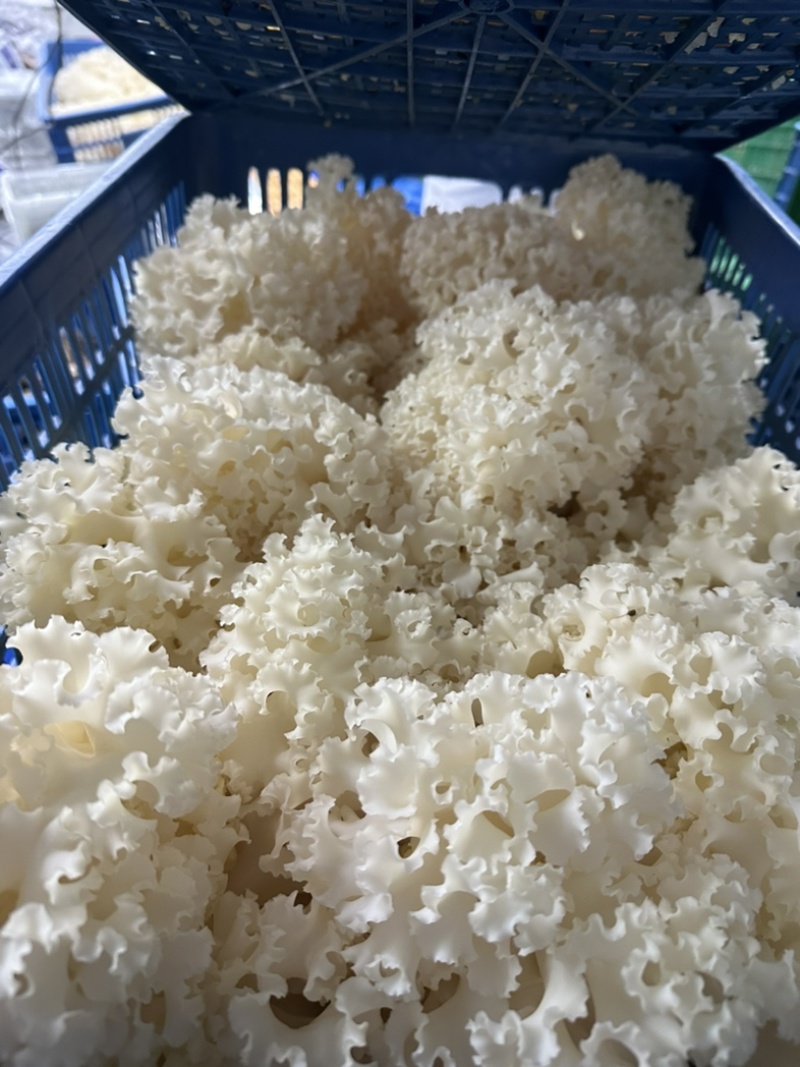 上海基地直销绣球菌