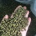 精品青花椒开口90