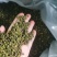 精品青花椒开口90
