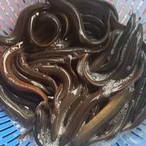 本地泥鳅本地养殖台湾泥鳅一手货源质量好规格齐全，欢迎选购
