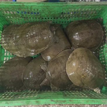 生态养殖老甲鱼