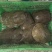 生态养殖老甲鱼