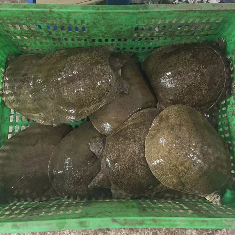生态养殖老甲鱼