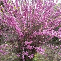 紫荆树