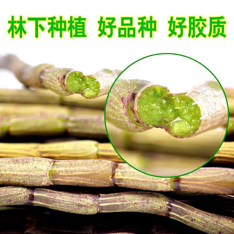 铁皮石斛鲜条榨汁煲汤营养滋补新现采石斛鲜条包邮