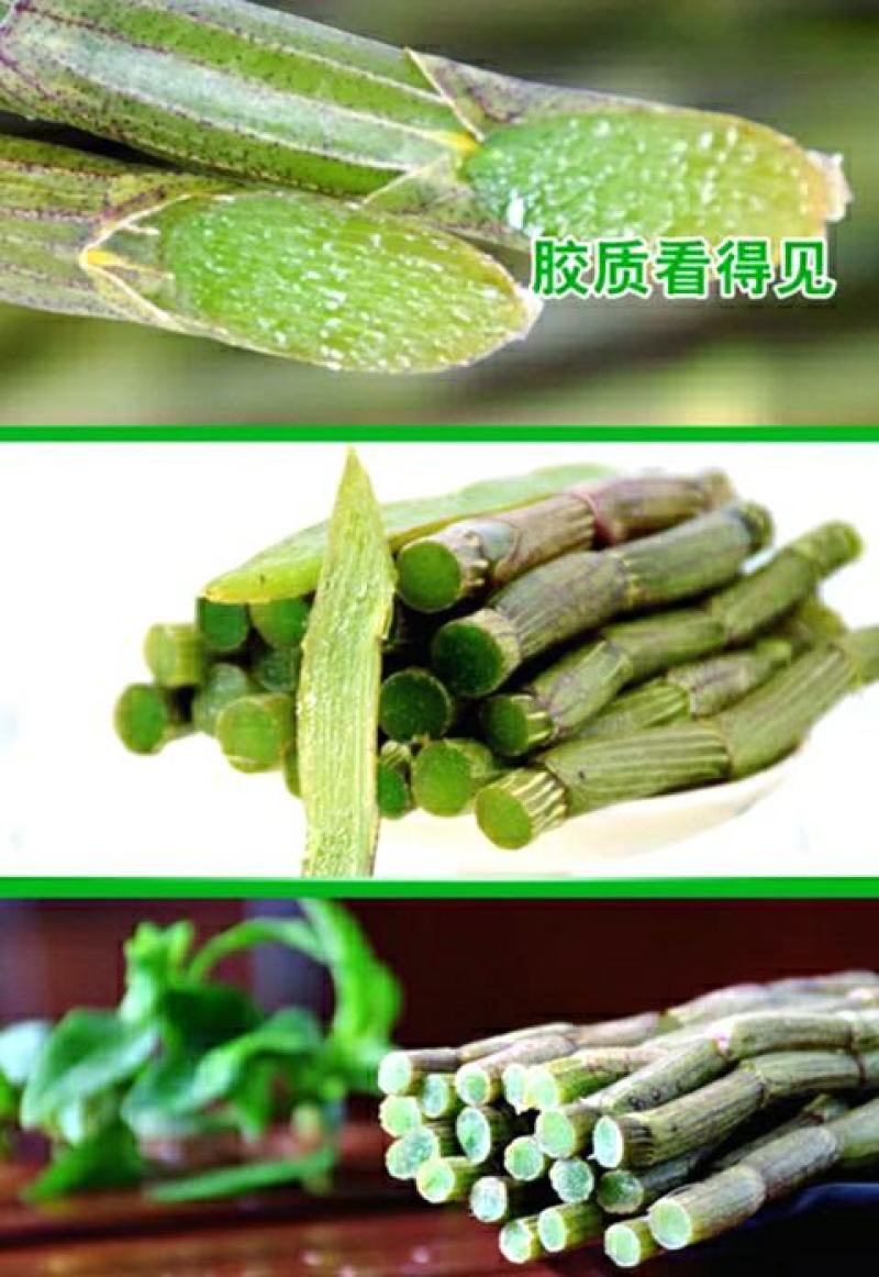 铁皮石斛鲜条榨汁煲汤营养滋补新现采石斛鲜条包邮