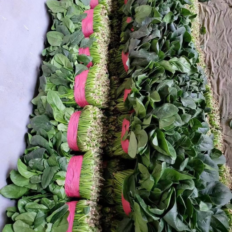 菠菜聊城大叶菠菜产地代收代发承接商超电商社团全国发货