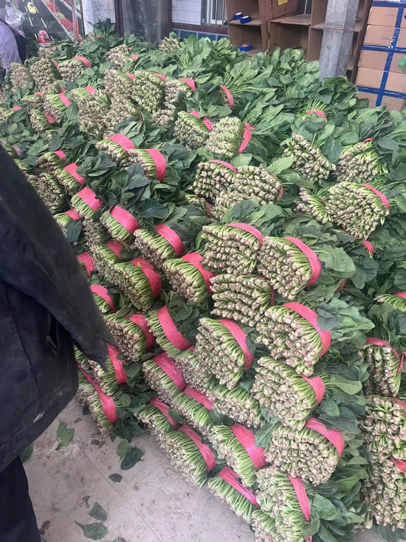 菠菜聊城大叶菠菜产地代收代发承接商超电商社团全国发货