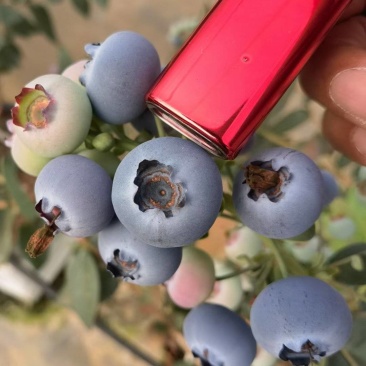 优质蓝莓大量现货,承接电商平台全国发货。