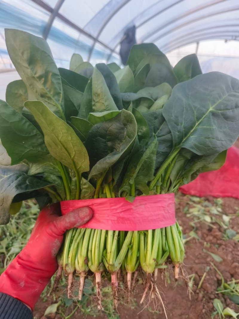 菠菜聊城大叶菠菜产地代收代发承接商超电商社团全国发货