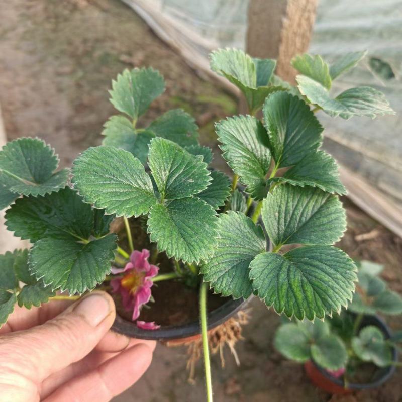 草莓