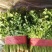 铁杆青香菜聊城香菜承接商超电商社团配货代收代发全国
