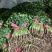 铁杆青香菜聊城香菜承接商超电商社团配货代收代发全国