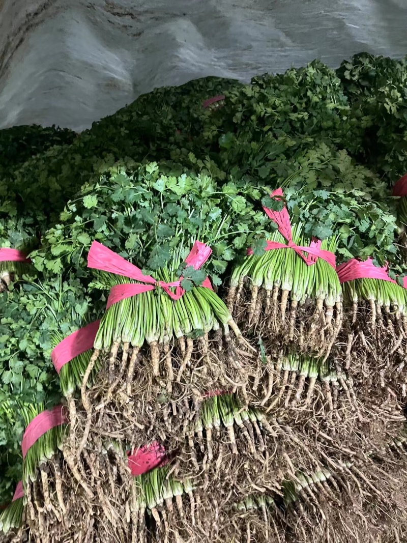 铁杆青香菜聊城香菜承接商超电商社团配货代收代发全国