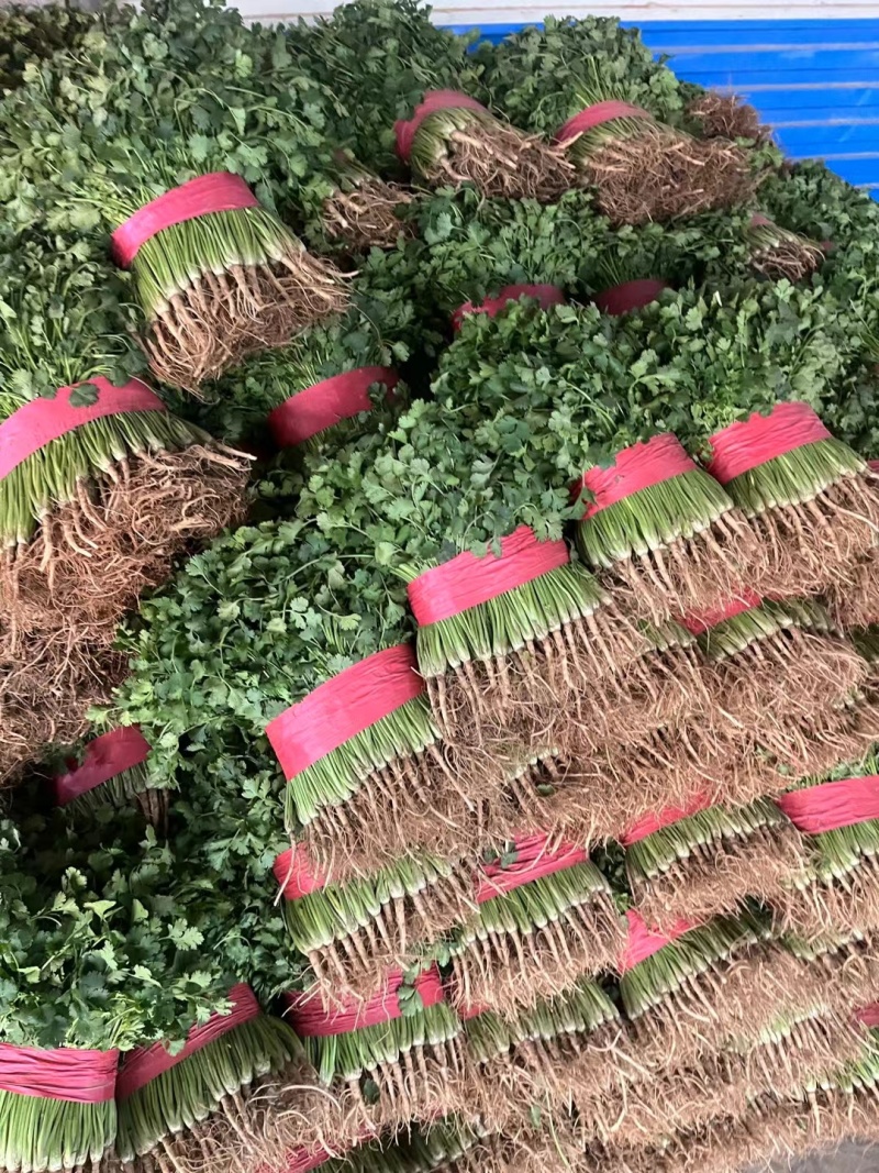 铁杆青香菜聊城香菜承接商超电商社团配货代收代发全国