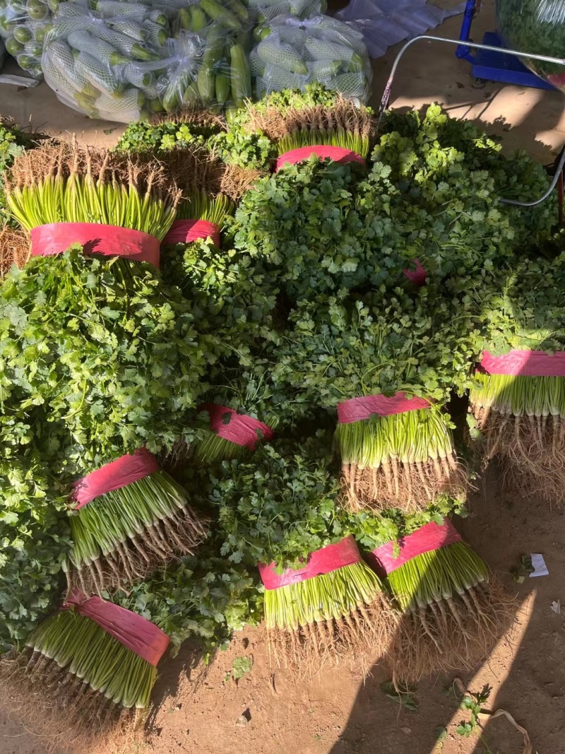 铁杆青香菜聊城香菜承接商超电商社团配货代收代发全国