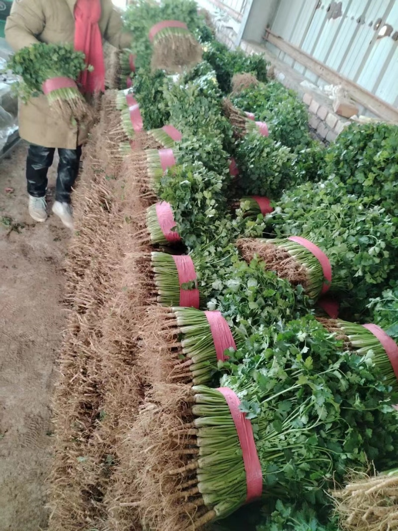 铁杆青香菜聊城香菜承接商超电商社团配货代收代发全国