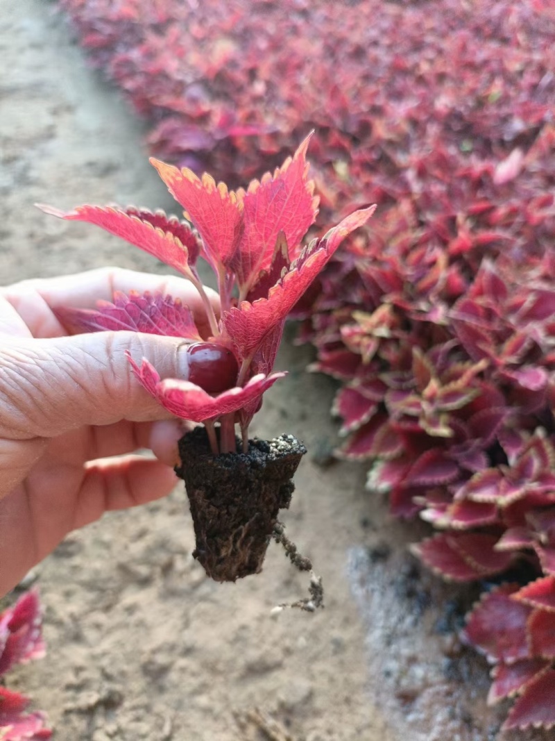 彩叶草穴盘苗