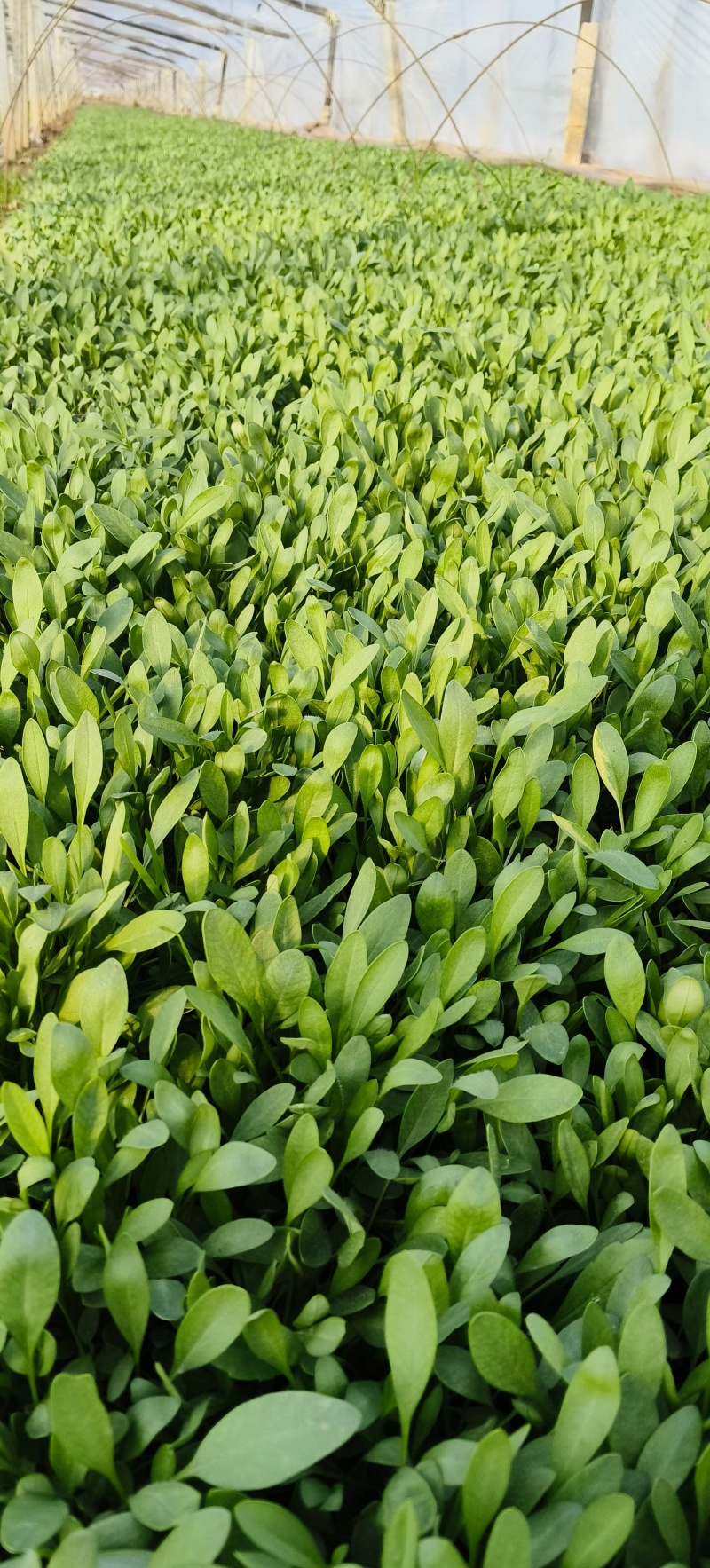 金鸡菊