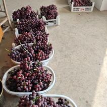 安徽鲜葡萄，产地直销，大量有货，欢迎各位老板咨询