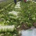 河南南阳精品矮颗黄心白菜不烧心无黑点无擦伤全国接单提供包装