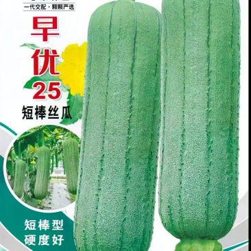 丝瓜种子早优25短棒肉丝瓜早熟瓜码密连续座瓜力强硬果